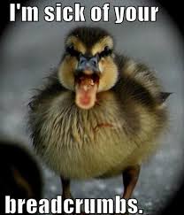 Image result for Animal Meme