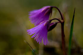 Frank-1::Frank_Brunke_troddelblume_soldanella_alpine.jpg