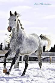 Mon Cheval gris pommellé magnifique au galop dans le neige