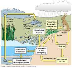 Image result for phosphate cycle