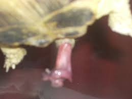 Znalezione obrazy dla zapytania kutas.jpg