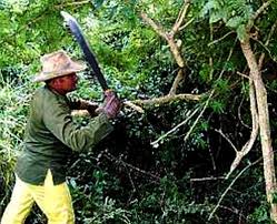 Risultati immagini per marabu