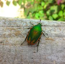 Résultat de recherche d'images pour "metallic green fig beetle"