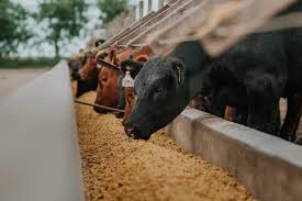 Minerva (BEEF3) lucra R$ 85 mi no 4T25, mas destaque vem da forte queda da alavancagem