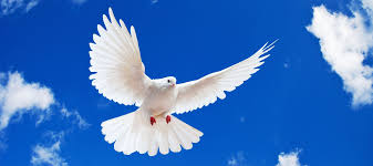 Resultado de imagen de palomas