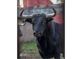mundotoro.com - News update