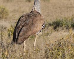 Kori bustards in Kgalagadi Transfrontier Park