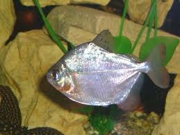 Image result for silver dollar fish