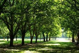 Image result for Tree plantation