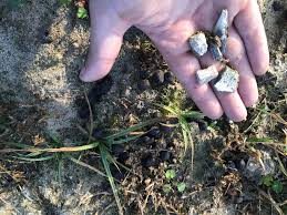 Résultat de recherche d'images pour "nazi mass grave"