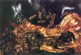 Znalezione obrazy dla zapytania fasciola hepatica