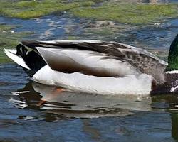 Image of Mallard Duck Chicago