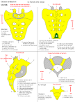 Le sacrum