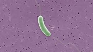 Vibrio