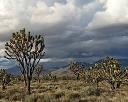 Image of Mojave National Preserve, Southern California