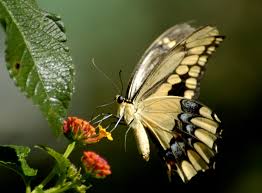 Image result for animated butterflies wallpaper