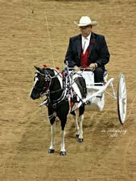 Image result for minature horse shoes