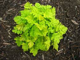 Image result for feverfew