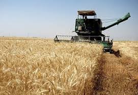 Image result for ‫کمباین در دشتی‬‎