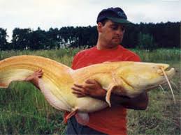 Image result for wels catfish
