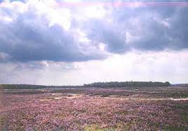 Afbeeldingsresultaat voor edesche heide