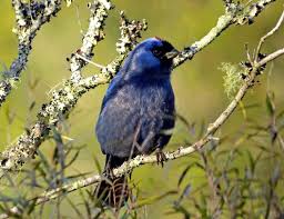 Resultado de imagen para fauna uruguaya