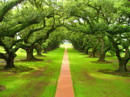 Image result for sagwan image green tree image