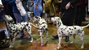 Résultat de recherche d'images pour "dog show"