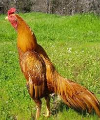 Hasil gambar untuk ayam bangkok