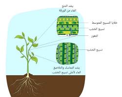 Image of الأوعية الخشبية في الأنسجة النباتية