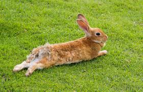 Image result for RABBIT