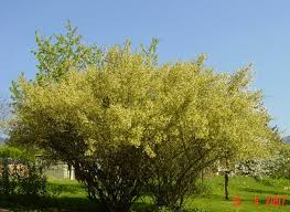 Image result for goumi