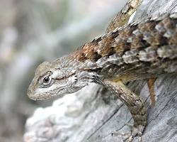 Image of Texas Spiny Lizard