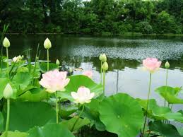 Image result for hình ảnh về hoa sen
