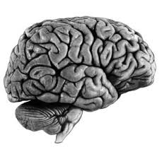 Résultat de recherche d'images pour "cerveau image"