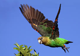 cape parrot