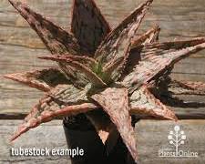 Image of Aloe Pink Blush succulent