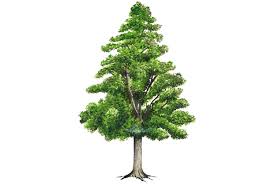 Resultado de imagen de arbol nacional de honduras
