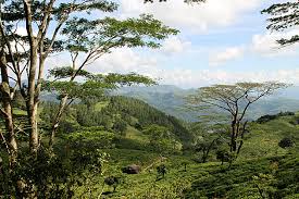Image result for nakals forest sri lanka