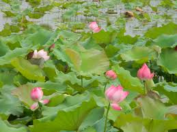 Kết quả hình ảnh cho MÙA HẠ