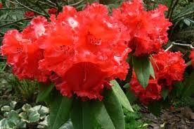 Image result for rhododendron in nepal