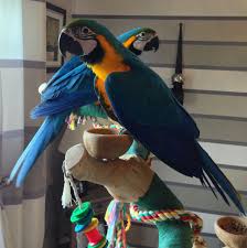 Image result for baby macaw parrot for sale