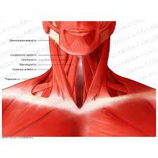 Image result for muscles of neck