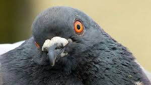 תוצאת תמונה עבור ‪pigeon‬‏