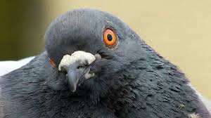 Image result for pigeons