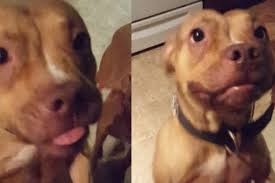 Evo još jednog komičnog dokaza da nas psi razumiju (VIDEO)