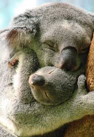 cute koala hugs pictures 2013-2014 - Hollywood fashion trend via Relatably.com