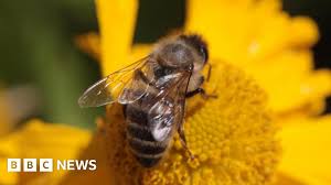 BBC - News update