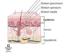 Image of Epidermis skin layer anatomy diagram