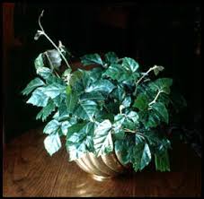 Résultat de recherche d'images pour "cissus rhombifolia"